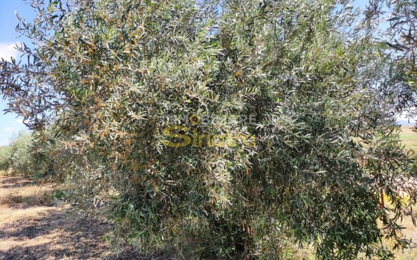 I-259 PATERNO’ – CONTRADA POGGIO MONACO (SP102i)
