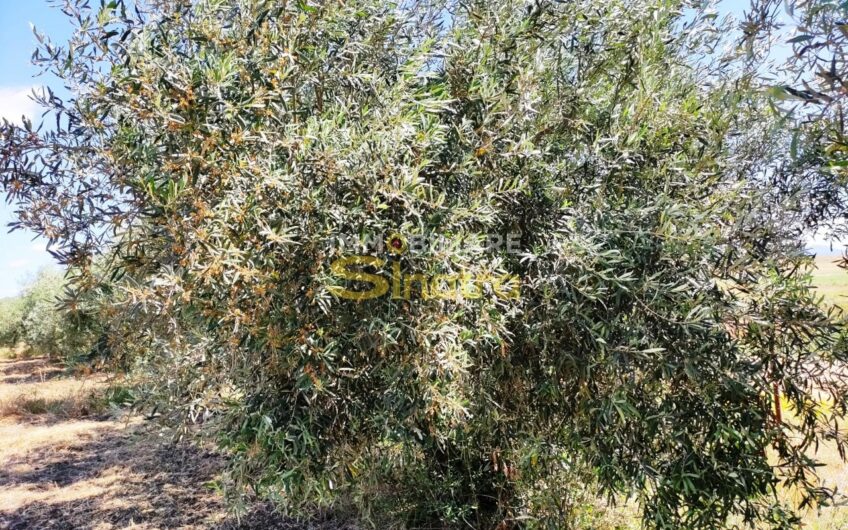 I-260 PATERNO’ – C.DA POGGIO MONACO  (SP102i)